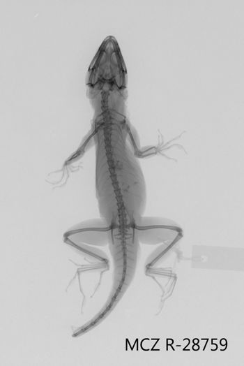 Media type: image;   Herpetology R-28759 Aspect: dorsoventral x-ray